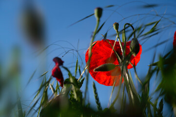 Blossom red poppy or poppies field meadow for blue sky in natural summer.	
