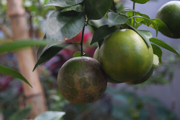 local Indonesian orange plants