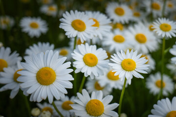 Close-up of blooming oxeye daisies (Leucanthemum vulgare) with white petals and yellow centers, creating a soft, quiet and natural scene with a peaceful spring or summer atmosphere.