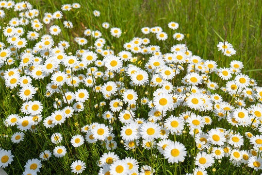 Blooming oxeye daisies (Leucanthemum vulgare) with white petals and yellow centers in a green meadow on a sunny spring or summer day.