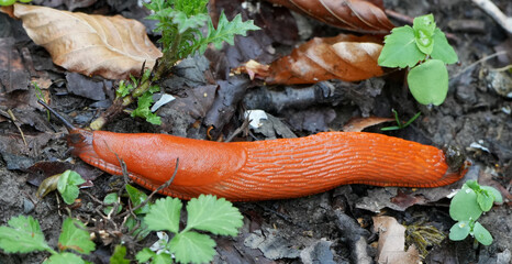 A vibrant red slug (Arion rufus) crawls slowly on moist ground