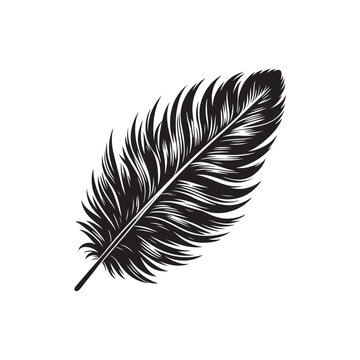 Birds Feather ( singel ) Vector (4).eps
