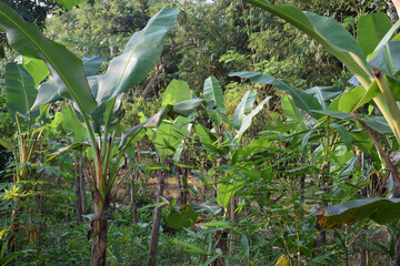 banana plants in banana garden