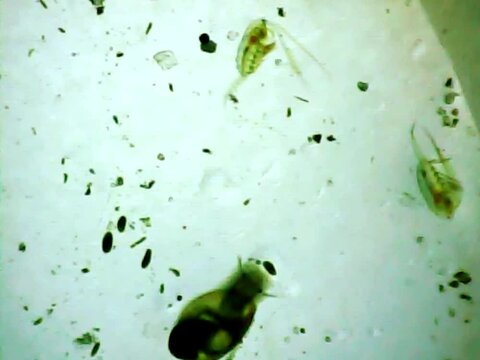 Microscopic snail walking in the water