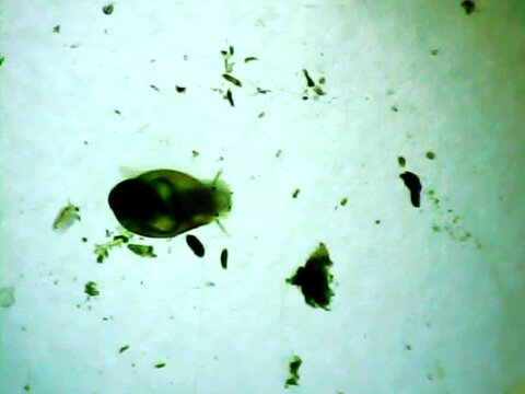 Microscopic snail walking in the water