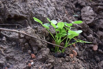peanut plants in natural garden