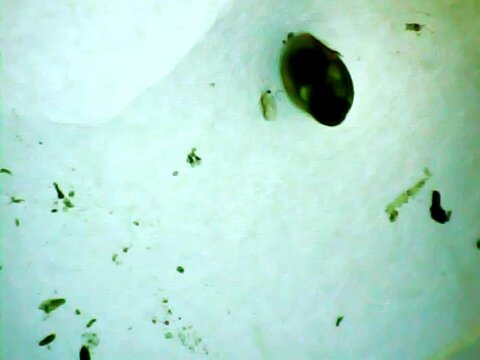 Microscopic snail walking in the water