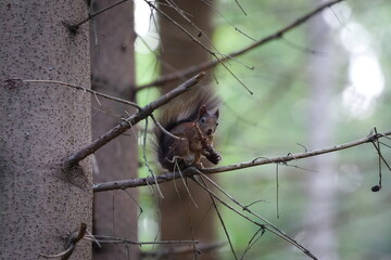 Sciurus vulgaris aka european red squirrel is eating cone in the forrest in Czech republic.