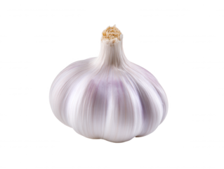 Fresh single garlic bulb with papery skin and a short stem is presented on a clean white background creating a simple and elegant presentation for culinary use.