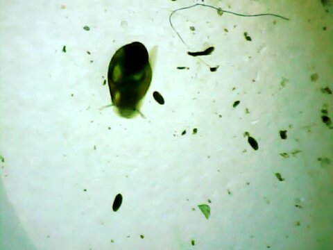 Microscopic snail walking in the water
