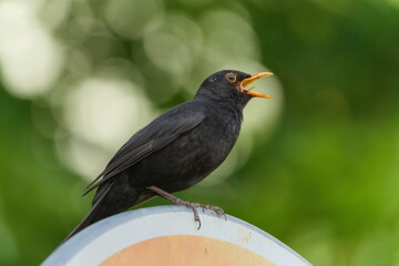 Eurasian blackbird aka The common blackbird or Turdus merula close-up portrait. Singing with open beak. Funny animal photo. 