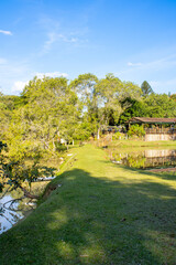 Sunny Day in a Green Forest Landscape