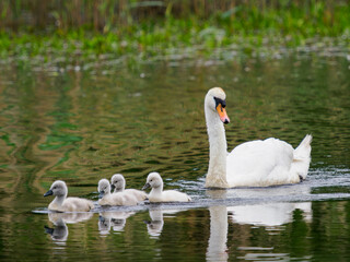 family of swans