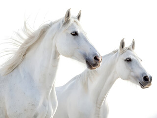 Two white horses standing close together against a bright, white background