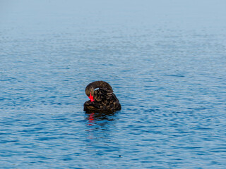 black swan on the lake