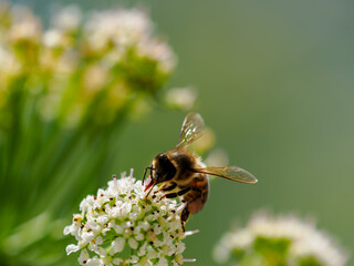 bee on a flower