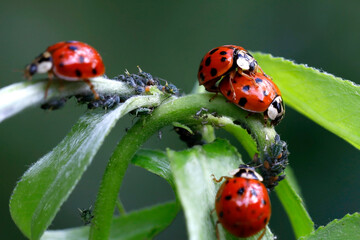 Ladybugs mate in an aphid nest on a willow branch, ladybirds, Coccinellidae feed on aphids and are used as natural pest control