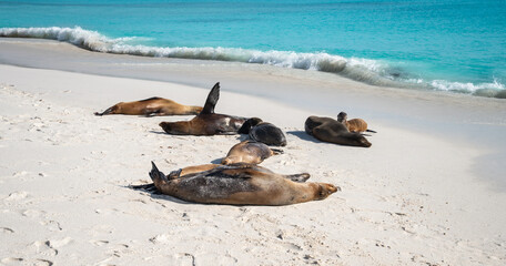 Sea Lions Resting on the Beach of Gardner Bay, Galapagos