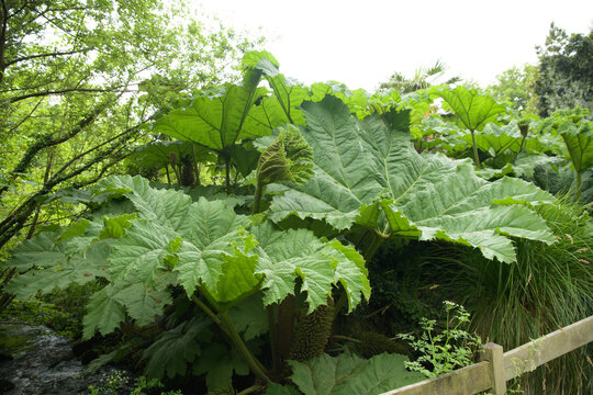 Plante g&eacute;ante Gunnera Manicata 