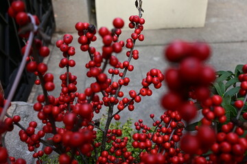 chinese traditional garden red berries