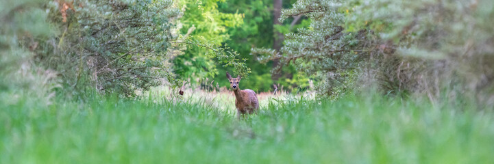 Ein scheues Reh auf einer Wiese