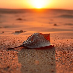 A lone leaf rests in the desert as the sun sets