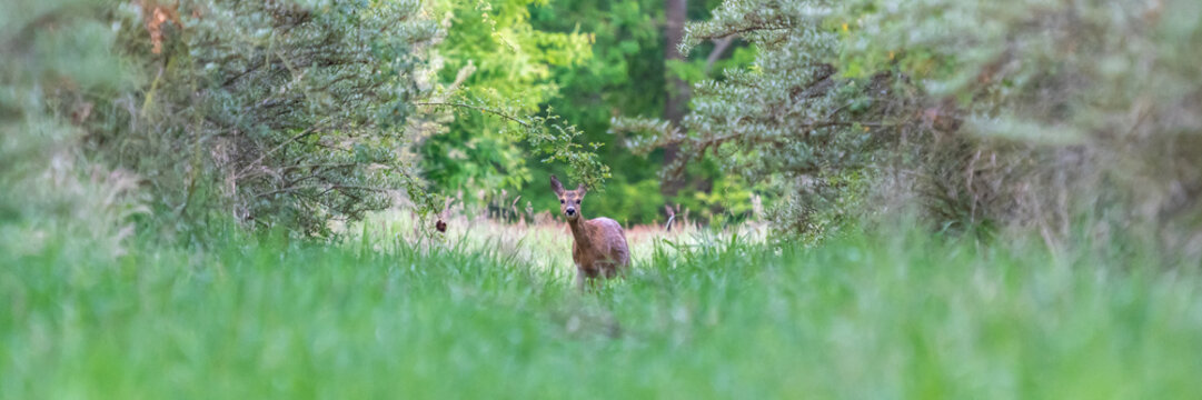 Ein scheues Reh auf einer Wiese