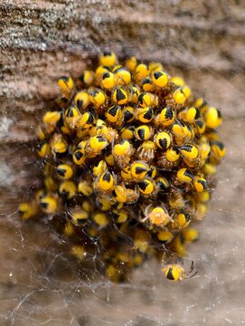 A ball of baby spiders, these spiders are the produce of the Araneus diadematus species, which lays anywhere from 300 to 800 eggs each autumn and hatch in the Spring