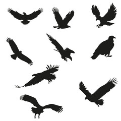 Set of Eagle Bird Silhouette Vector Bundle