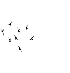 Fototapeta premium Flying birds silhouettes on white background. Vector illustration. isolated bird flying. tattoo design.
