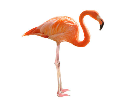 Pink flamingo isolated on transparent background