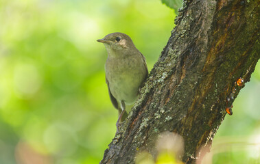 little bird perching on a tree. Chiffchaff, phylloscopus collybita