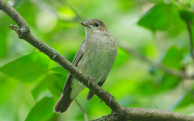 little bird perching on a tree. Chiffchaff, phylloscopus collybita