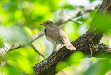 little bird perching on a tree. Chiffchaff, phylloscopus collybita