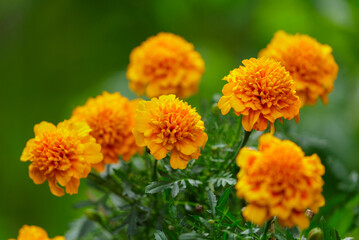 marigold flowers in a garden on green background