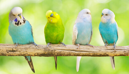 Colorful budgerigars perching on branch of tree on green background