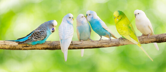 Colorful budgerigars perching on branch of tree on green background