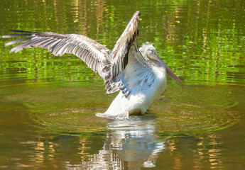 pelican with spread wings floating in a pond