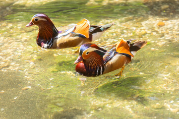 Colorful mandarin ducks floating of a pond
