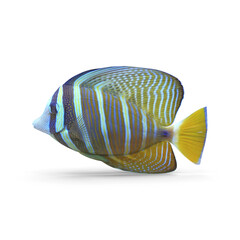 Striped Tropical Fish isolated on transparent background © Realistic PNG