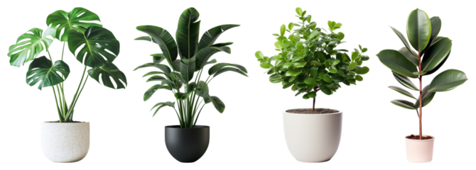 PNG Stylish potted indoor plants display, element set on transparent background