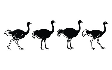 Vector illustration shows two isolated pink flamingos and a cartoon ostrich, depicting wild birds.
