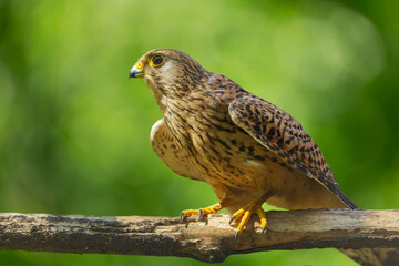 hawk perching on branch of tree on green background. Bird of prey