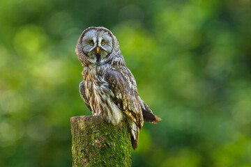 Great grey owl perching on stump on green background. Strix nebulosa