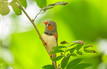 bird perching on branch of tree on colorful background. Zebra finch, Taeniopygia guttata