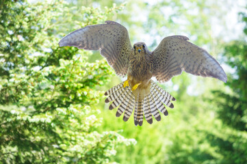 Hawk in flight on forest background. Bird of prey