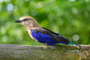 indian roller bird perching on stump on green background. Coracias benghalensis