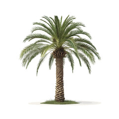 A realistic palm tree on a white background, transparent, alpha background