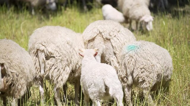 Lambs drinking milk. A lamb drinks milk from its mother in a sunny pasture - an intimate scene between mother and offspring. The sunlight makes its fur shine.