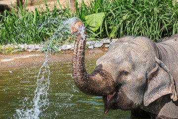 Obraz premium Elephant spraying water cooling off on a hot day, Image shows a rescued female Asian elephant at the elephant kingdom sanctuary using her trunk to cover herself in water to cool down on a hot day